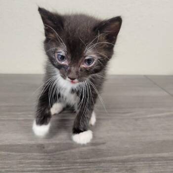 Marker -  Domestic Short Hair Cat for Adoption in Incline Village, Nevada - Marker | PetCurious