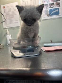 Siamese and Domestic Short Hair Cats Available for Adoption in Picayune, Mississippi - Barney | PetCurious