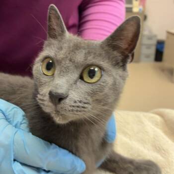 Domestic Short Hair Cats Available for Adoption in Newark, New Jersey - Wave | PetCurious