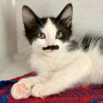 -Charlie -  Domestic Medium Hair Cat for Adoption in Red Bluff, California - -Charlie | PetCurious