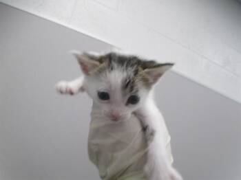 BUZZ -  Domestic Short Hair Cat for Adoption in Ocala, Florida - BUZZ | PetCurious