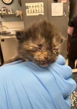 Domestic Short Hair Cats Available for Adoption - Clawdia | PetCurious