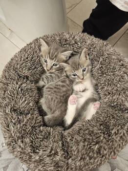 Jinbe -  Tabby Cat for Adoption in Virginia Beach, Virginia - Jinbe | PetCurious