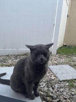 Buddy -  Domestic Short Hair and Russian Blue Cat for Adoption in Alafaya, Florida - Buddy | PetCurious