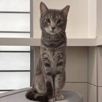 Domestic Short Hair Cats Available for Adoption in Middletown, Rhode Island - Cinnamon Toast Crunch | PetCurious