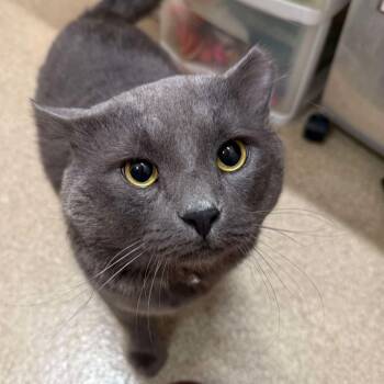 Rescue Domestic Medium Hair Cats for Adoption in Sterling, Virginia - Maximus Cheekus Harmonius Hill ("HVAC") | PetCurious