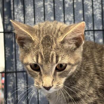Horse Boot -  Domestic Short Hair Cat for Adoption in Davenport, Iowa - Horse Boot | PetCurious
