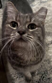 Rescue Tabby Cats for Adoption in Chandler, Arizona - Penelope Cuddles | PetCurious