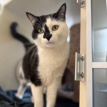Domestic Short Hair Cats Available for Adoption in West Olive, Michigan - Jinx | PetCurious