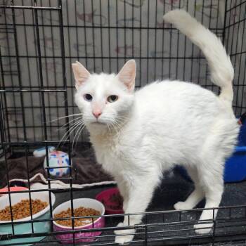 Rescue Domestic Short Hair Cats for Adoption in Monroe, Michigan - Kevin | PetCurious