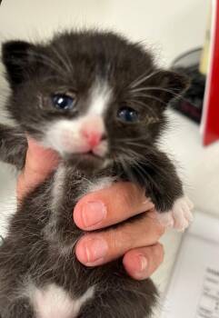 Mittens -  Domestic Short Hair Cat for Adoption in Greenfield, Indiana - Mittens | PetCurious