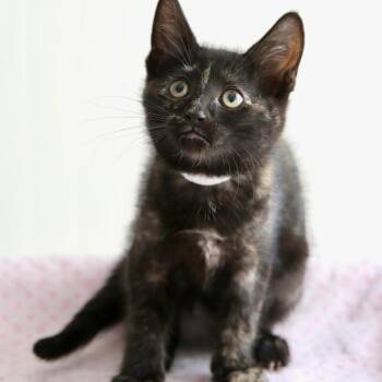 Cocoa Puff -  Domestic Short Hair Cat for Adoption in Keizer, Oregon - Cocoa Puff | PetCurious