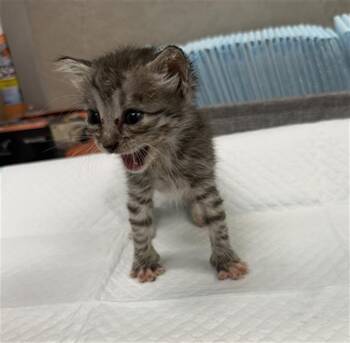 TOADETTE -  Domestic Short Hair Cat for Adoption in Baytown, Texas - TOADETTE | PetCurious