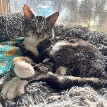 Rescue Domestic Short Hair Cats for Adoption in Nampa, Idaho - OO7 | PetCurious