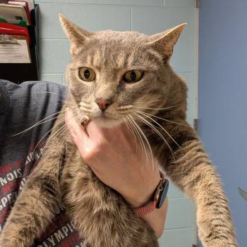 Domestic Short Hair Cats Available for Adoption - Travis Kelce | PetCurious