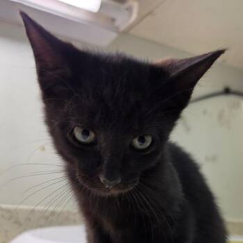 Pearl -  Domestic Short Hair Cat for Adoption in Auburn, Alabama - Pearl | PetCurious