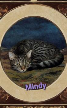Domestic Short Hair Cats Available for Adoption in Jim Thorpe, Pennsylvania - Mindy | PetCurious