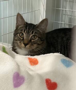 Rain -  Domestic Short Hair Cat for Adoption in Suffolk, Virginia - Rain | PetCurious