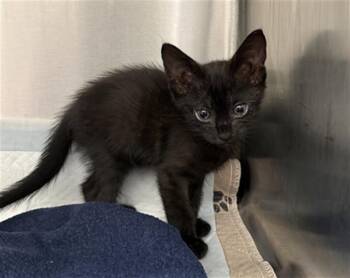 GILLYWEED -  Domestic Short Hair Cat for Adoption in Baytown, Texas - GILLYWEED | PetCurious