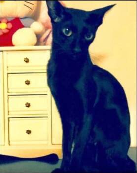 Oriental Short Hair Cats Available for Adoption - Athena | PetCurious