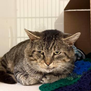 Bart -  Domestic Short Hair Cat for Adoption in Ballston Spa, New York - Bart | PetCurious