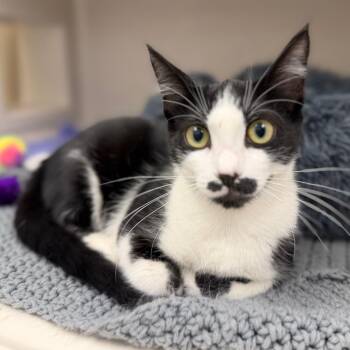 Domestic Short Hair Cats Available for Adoption in Sarasota, Florida - Mrs.Gibbs | PetCurious