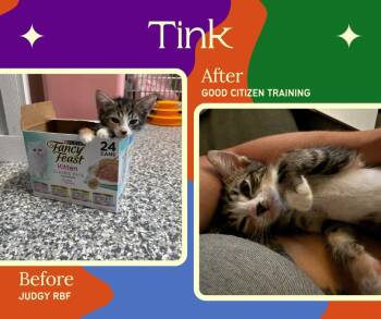 Tinkerbell -  Domestic Short Hair Cat for Adoption in Currie, North Carolina - Tinkerbell | PetCurious