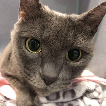Domestic Short Hair Cats Available for Adoption in Russellville, Kentucky - Baybee | PetCurious