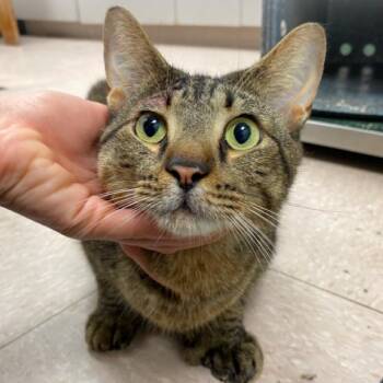 Extra Toes Cat Hemingway Polydactyl Cats Available for Adoption in Jupiter, Florida - Gator | PetCurious