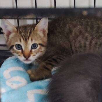 Rescue Domestic Short Hair Cats for Adoption in Livingston, Texas - Hector The Hero | PetCurious