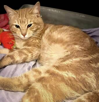 Domestic Medium Hair Cats Available for Adoption - Indy | PetCurious