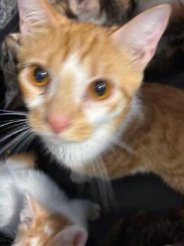 Domestic Short Hair Cats Available for Adoption in Palmetto, Florida - A136623 | PetCurious