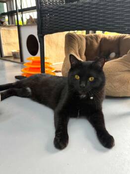 Mr Boombastic -  Domestic Short Hair Cat for Adoption in Tavares, Florida - Mr Boombastic | PetCurious