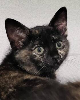 Domestic Short Hair Cats Available for Adoption in Grayslake, Illinois - Gomora | PetCurious