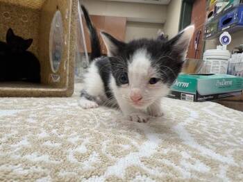 Domestic Short Hair Cats Available for Adoption in Rancho Cucamonga, California - CRUSH | PetCurious
