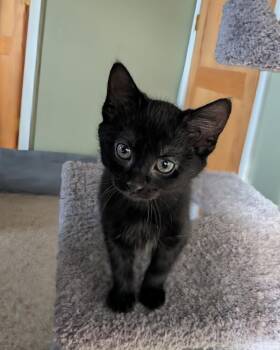 Sage #3 -  Domestic Short Hair Cat for Adoption in Westfield, Wisconsin - Sage #3 | PetCurious