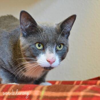 Goose -  Domestic Short Hair Cat Available for Adoption in Cheyenne, Wyoming - Goose | PetCurious
