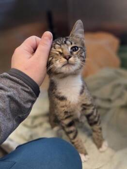 Peter Parker -  Domestic Short Hair Cat for Adoption in Westland, Michigan - Peter Parker | PetCurious