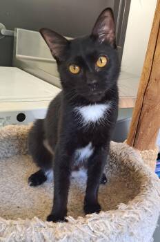 Clover -  Domestic Short Hair Cat for Adoption in Manning, South Carolina - Clover | PetCurious
