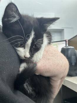 Rescue Domestic Short Hair Cats for Adoption in Dallas, Texas - MEATBALL | PetCurious