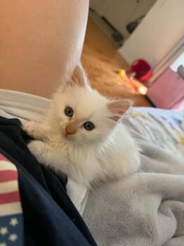 Domestic Long Hair Cats Available for Adoption in Statesboro, Georgia - Tofu | PetCurious