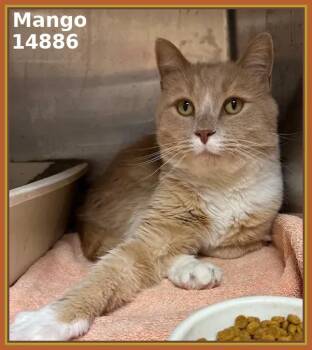 Rescue Domestic Short Hair Cats for Adoption in Marietta, Georgia - MANGO | PetCurious