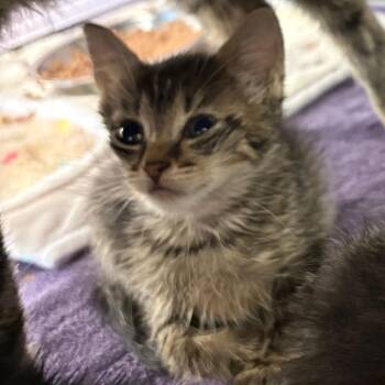 Jester -  Domestic Short Hair Cat for Adoption in Binghamton, New York - Jester | PetCurious
