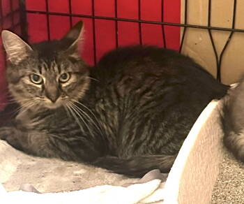 Rescue Domestic Long Hair Cats for Adoption in Holbrook, New York - MAPLE | PetCurious