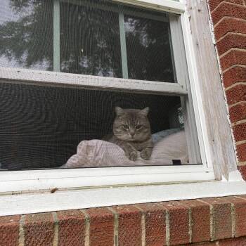 Domestic Short Hair Cats Available for Adoption in Greensboro, North Carolina - Frank | PetCurious