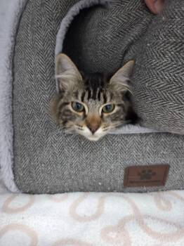 Rescue Domestic Long Hair Cats for Adoption in Brookings, Oregon - Stephanie | PetCurious