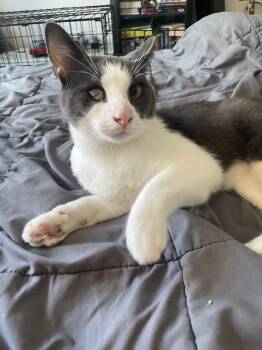 Tex Mex -  Domestic Short Hair Cat for Adoption in New York, New York - Tex Mex | PetCurious