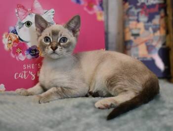 Tiffany -  Siamese and Domestic Short Hair Cat for Adoption in Roanoke, Texas - Tiffany | PetCurious
