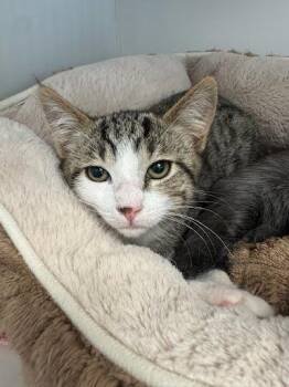 Tapuk (bonded w/ Ipu) -  Domestic Short Hair Cat for Adoption in Oakland, California - Tapuk (bonded W/ Ipu) | PetCurious