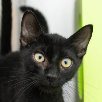 Ollie -  Domestic Short Hair Cat for Adoption in Middletown, Rhode Island - Ollie | PetCurious